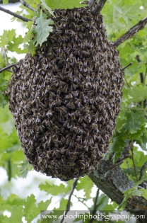 Essaim d'abeilles © 2013
