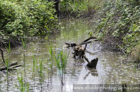 Cistudes d'Europe © 2013

Cistude d'Europe (Emys Orbicularis)
C'est une tortue d'eau douce que l'on trouve dans les petites rivières calmes, petits étangs, mares entourés de végétation dense.