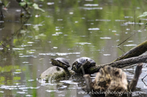 Cistude d'Europe © 2013

Cistude d'Europe (Emys Orbicularis)
C'est une tortue d'eau douce que l'on trouve dans les petites rivières calmes, petits étangs, mares entourés de végétation dense.