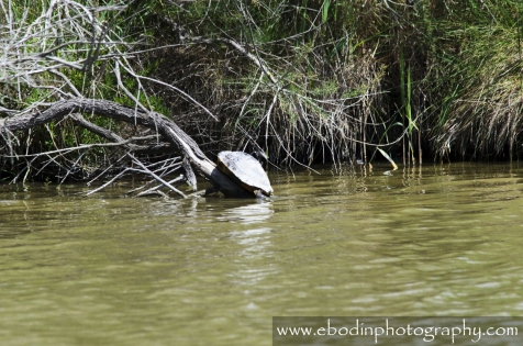 Cistude d'Europe  © 2013

Cistude d'Europe (Emys Orbicularis)
C'est une tortue d'eau douce que l'on trouve dans les petites rivières calmes, petits étangs, mares entourés de végétation dense.