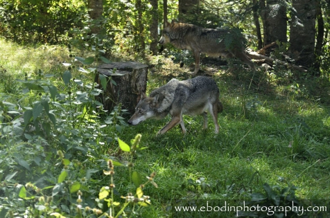 Loups du Mercantour © 2013

Loups (Canis Lupus) dans le Mercantour. 
Magnifique, à l'origine d'une grande quantité de légendes, il est tellement craintif que son approche est très difficile.
