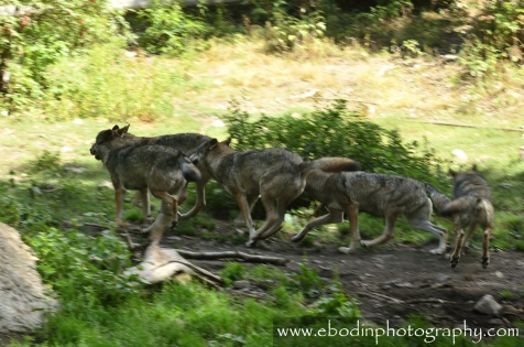 Meute de Loups © 2013

Loups (Canis Lupus) dans le Mercantour. 
Une meute en fuite
