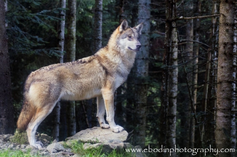 Loup dans le Mercantour © 2013

Un magnifique mâle de Loups (Canis Lupus) dans le Mercantour. 
