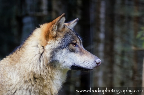 Loup dans le Mercantour © 2013

Portrait d'un superbe Loups (Canis Lupus) mâle dans le Mercantour. 
