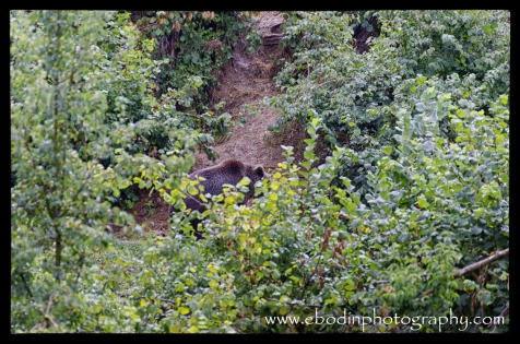 Jeux d'ours © 2013

Deux Ours Brun Adultes (Ursus Arctos) en plein jeux dans les arbres.
C'est un des plus grands et plus puissants animal d'Europe, avec une taille pouvant atteindre 150cm au garrot pour 250cm de longueur et un poids de 350 kg, quand il se met debout, il peut atteindre  une taille de 3m.