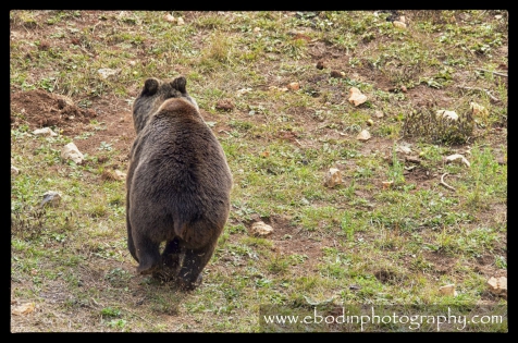 Ours Brun © 2013

Ours Brun Adulte (Ursus Arctos) dans le parc du Velebit en Croatie.
C'est un des plus grands et plus puissants animal d'Europe, avec une taille pouvant atteindre 150cm au garrot pour 250cm de longueur et un poids de 350 kg, quand il se met debout, il peut atteindre  une taille de 3m.