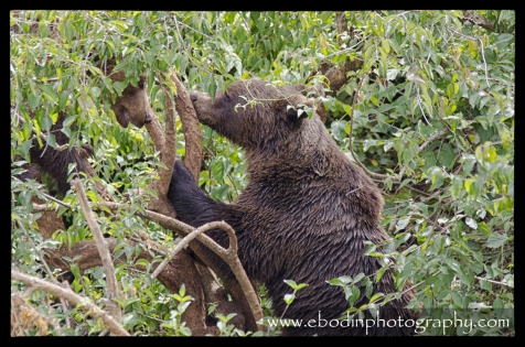 Ours Bruns dans les Arbres © 2013

Deux Ours Brun Adultes (Ursus Arctos) en plein jeux dans les arbres.
C'est un des plus grands et plus puissants animal d'Europe, avec une taille pouvant atteindre 150cm au garrot pour 250cm de longueur et un poids de 350 kg, quand il se met debout, il peut atteindre  une taille de 3m.