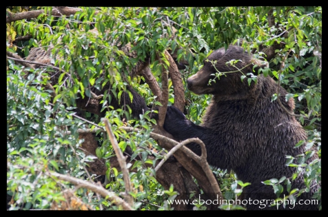 Ours Bruns dans les Arbres © 2013

Deux Ours Brun Adultes (Ursus Arctos) en plein jeux dans les arbres.
C'est un des plus grands et plus puissants animal d'Europe, avec une taille pouvant atteindre 150cm au garrot pour 250cm de longueur et un poids de 350 kg, quand il se met debout, il peut atteindre  une taille de 3m.