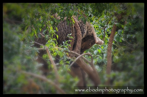 Ours Bruns dans les arbres © 2013

Deux Ours Brun Adultes (Ursus Arctos) en plein jeux dans les arbres.
C'est un des plus grands et plus puissants animal d'Europe, avec une taille pouvant atteindre 150cm au garrot pour 250cm de longueur et un poids de 350 kg, quand il se met debout, il peut atteindre  une taille de 3m.