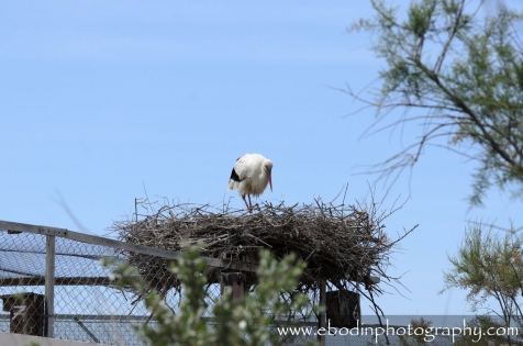 Cigogne Blanche © 2013

Cigogne dans son nid avec ces petits en Camargue