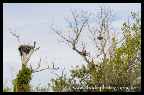Cigogne Blanche © 2013

Cigogne et hérons cendrés dans leur nid respectif
