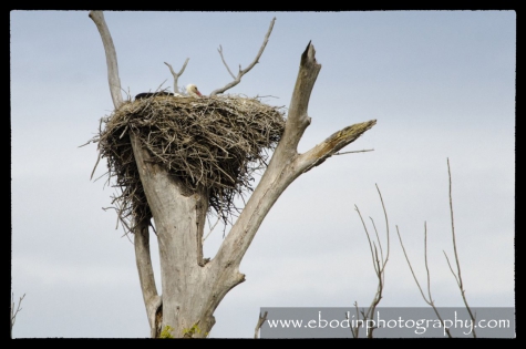 Cigogne Blanche © 2013

Cigogne dans son nid