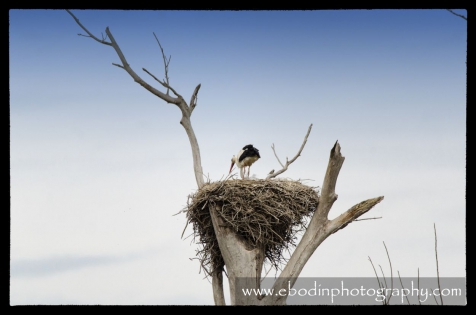 Cigogne Blanche © 2013

Cigogne dans son nid