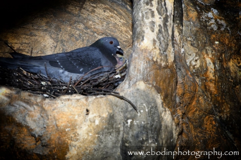 Pigeon © 2015

Pigeon Urbain dans son nid avec son petit
