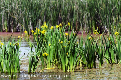 Iris Sauvage © 2013

Iris sauvages dans les étangs camarguais