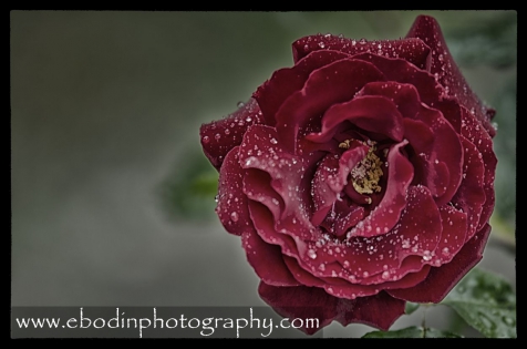 Rose © 2014

Rose de montagne