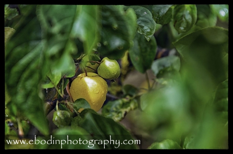 Pommes © 2013

Pommier sous la pluie