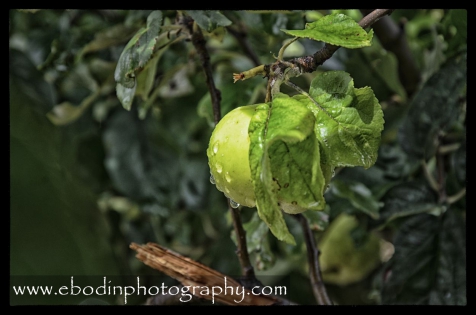 Pomme © 2013

Pommier sous la pluie