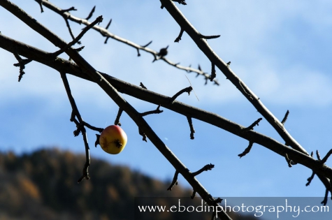 Luceram © 2012

Dernière pomme à Lucéram dans les Alpes Maritimes