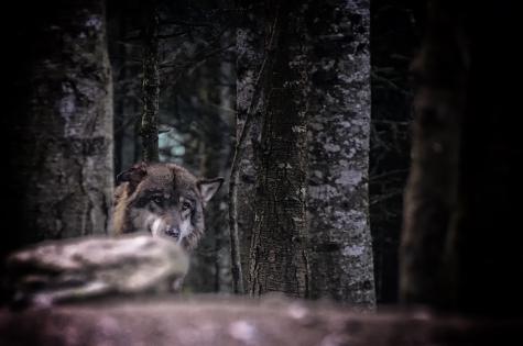 Loups dans le Mercantour © 2013

Loups (Canis Lupus) dans le Mercantour. 
