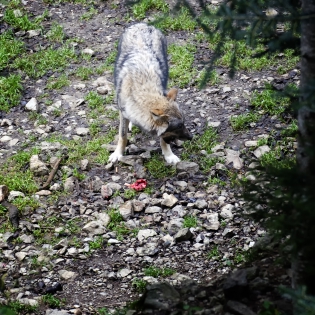 Loups dans le Mercantour © 2013

Loups (Canis Lupus) dans le Mercantour. 