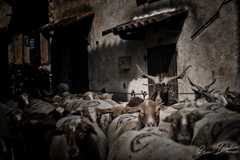 Moutons et Chèvres ©2018 - Eric Bodin Photography