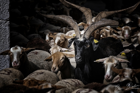 Moutons et Chèvres ©2018 - Eric Bodin Photography
