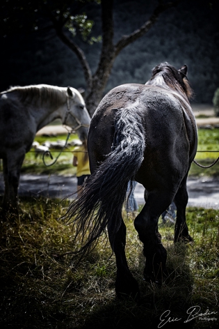 Cheval ©2018 - Eric Bodin Photography