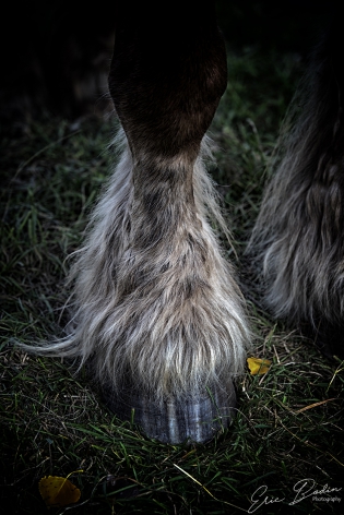 Cheval ©2018 - Eric Bodin Photography