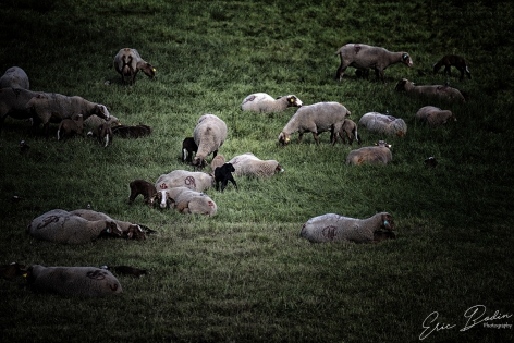 Moutons et Agneaux ©2018 - Eric Bodin Photography