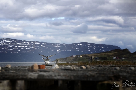 Bataille rangée Sur le ponton refuge, bataille rangée entre une sterne arctique et un goéland argenté
©2019
