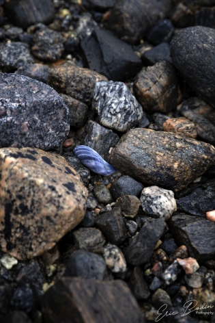 M%oule Bleue Dans  le fjord, il y a énormément de moules qui ont été  ouvertes par des Huitirer Pie. 
Toutes ces moules sont bleues
©2019