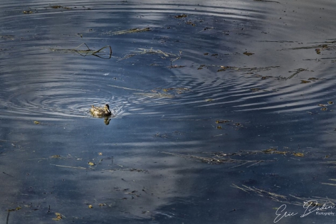 Sarcelle d'été Sarcelle d'été femelle dans le lac de Hammervatnet
©2019