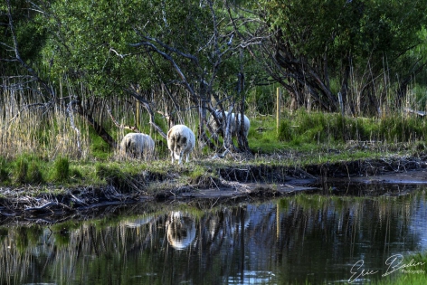 Moutons Moutons qui se promènent autour du lac
©2019