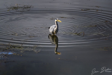 Heron Cendre Héron cendré dans le lac Hammervatnet
©2019