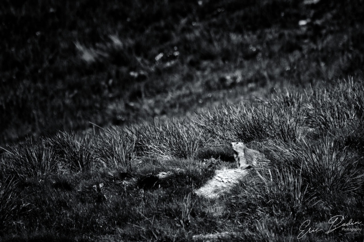 Marmotte © 2020 : Eric BODIN Photography
Route de la Bonette