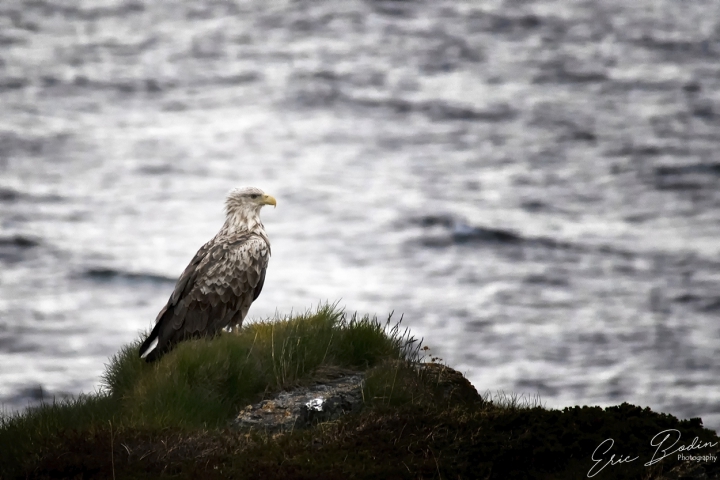 Pygargue à queue Blanche © 2018
Egalement appelé Aigle Pêcheur
Finnmark