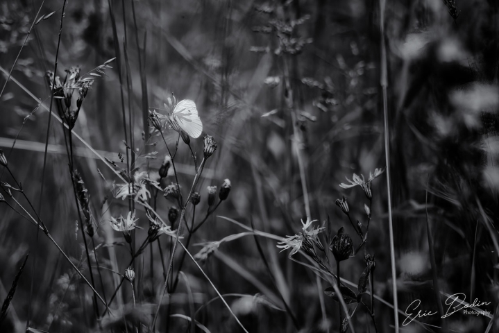 Papillon ©2021 : Eric BODIN Photography
