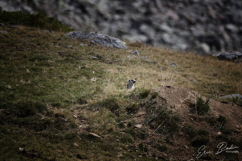 Marmotte Jeu de tête au Col de la Lombarde
©2021 : : Eric BODIN Photography