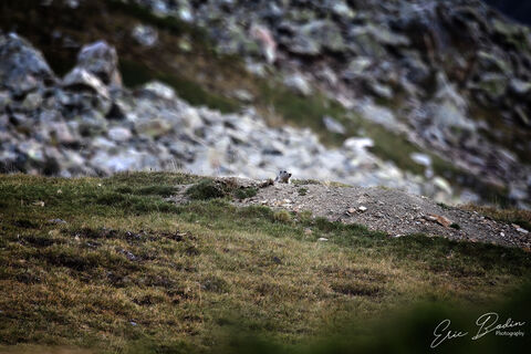Marmotte Jeu de tête au Col de la Lombarde
©2021 : : Eric BODIN Photography
